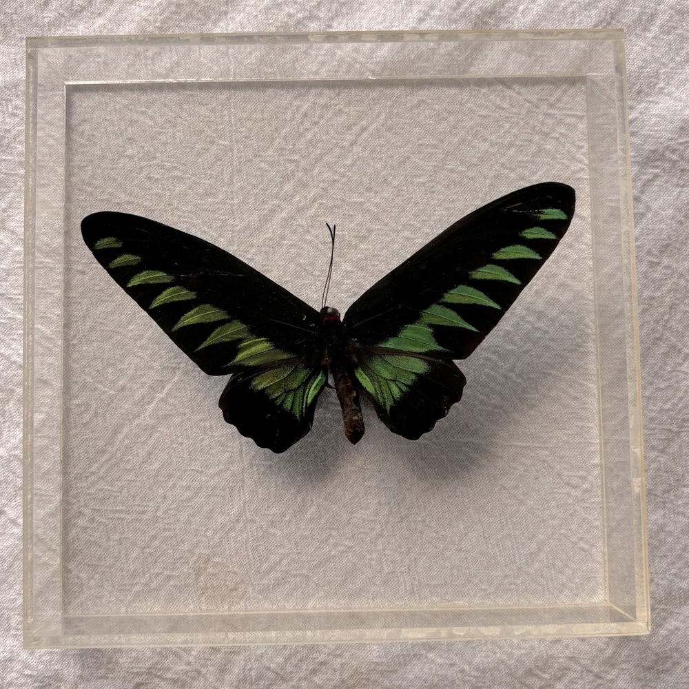 Plexiglass encased butterfly.